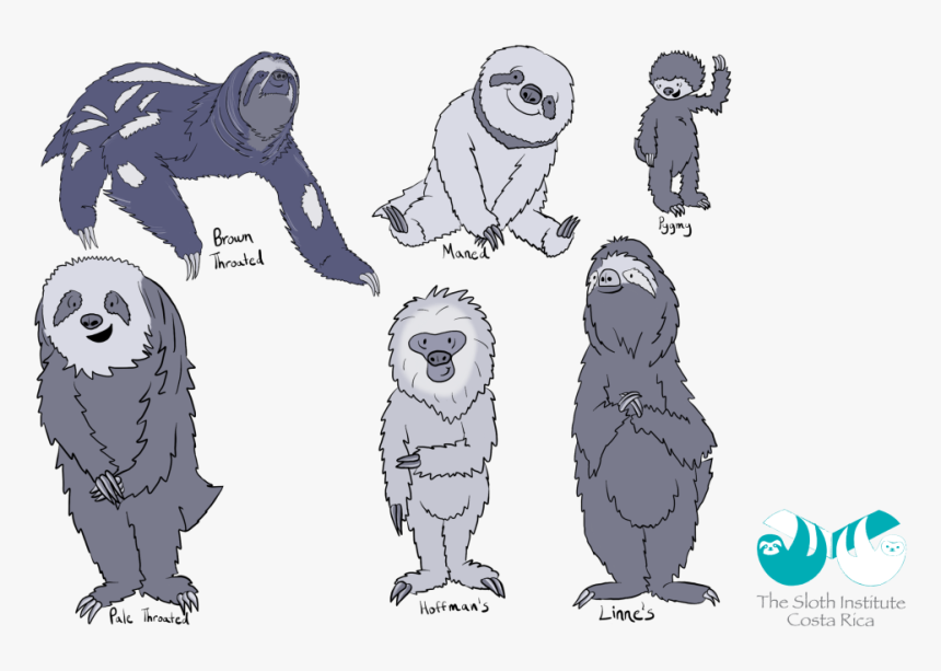 An Illustration Of Sloth Types, HD Png Download, Free Download