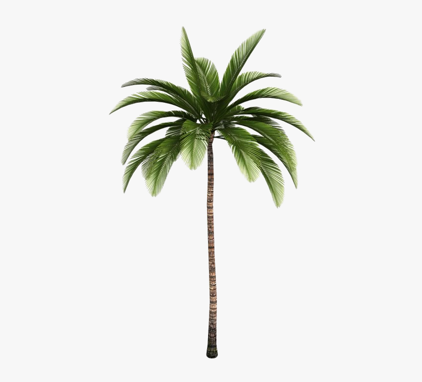 Aesthetic Palm Tree Png, Transparent Png, Free Download