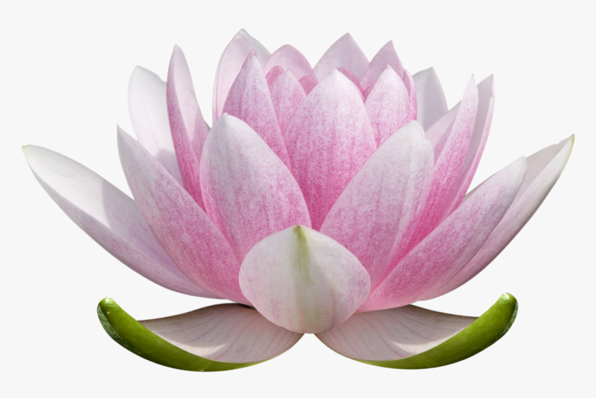 Lotus Flower Png - Colored Lotus Flower Drawing, Transparent Png, Free Download