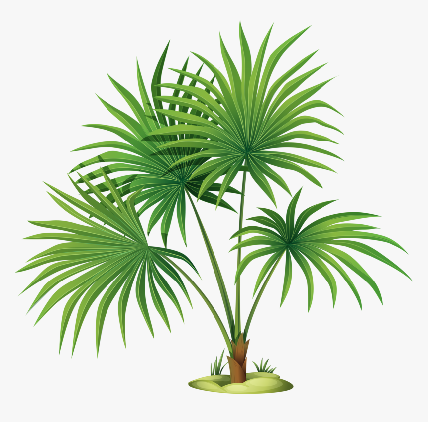 Palm Tree Leaves Clipart , Png Download - Plant Clipart Transparent Background, Png Download, Free Download