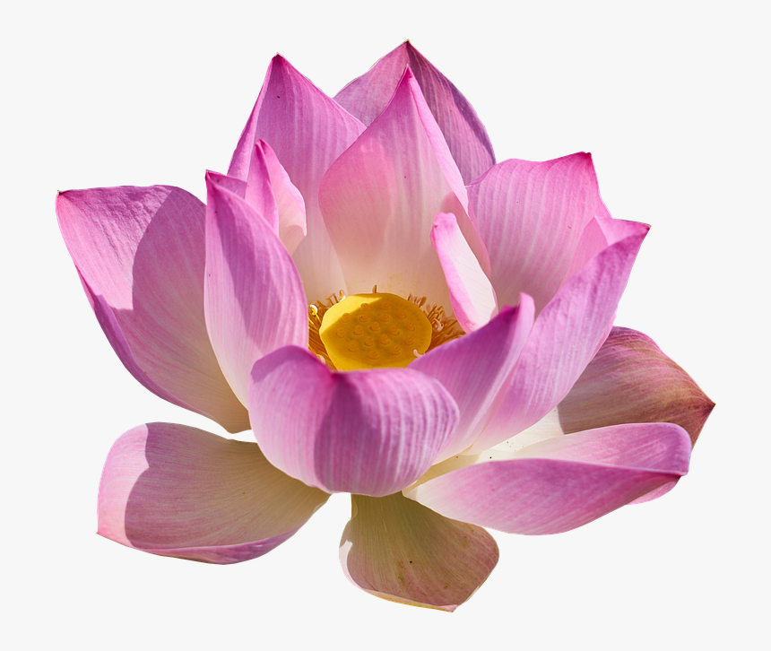 Lotus Png Background - Sacred Lotus, Transparent Png, Free Download