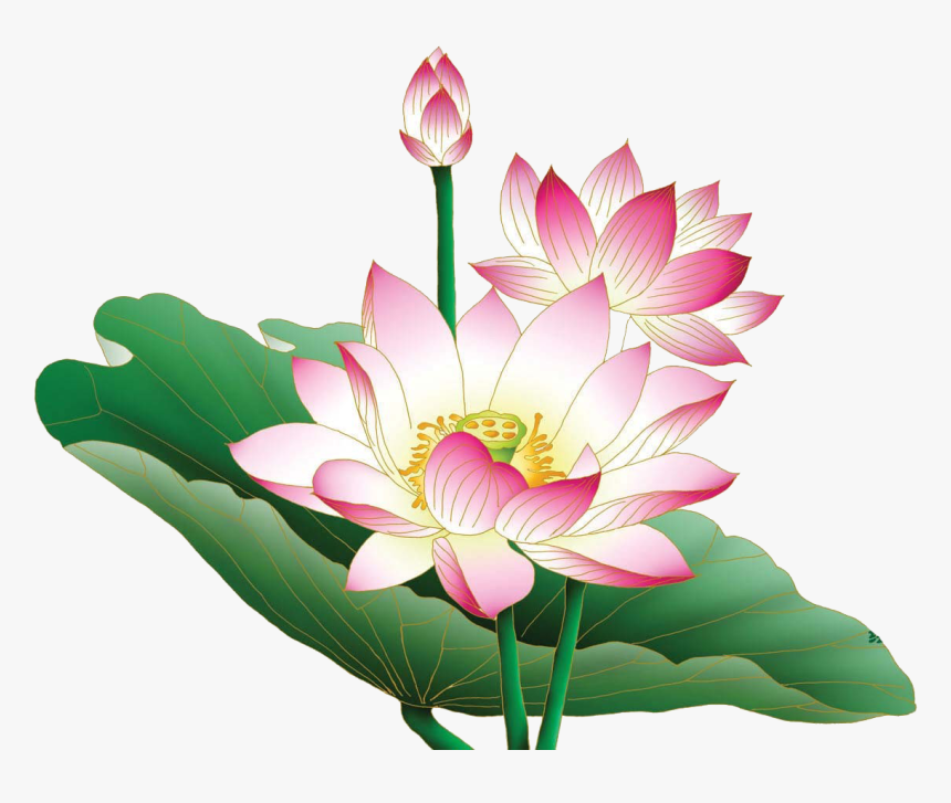 Lotus Free Desktop Background, HD Png Download, Free Download