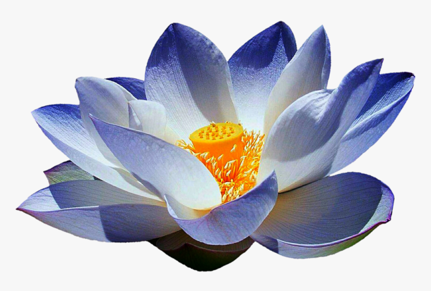 Blue Lotus Png Vector Black And White Library - Blue Lotus Flower Png, Transparent Png, Free Download