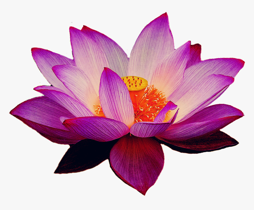 Lotus Png Images Transparent Background - Lotus Flower Png Transparent, Png Download, Free Download