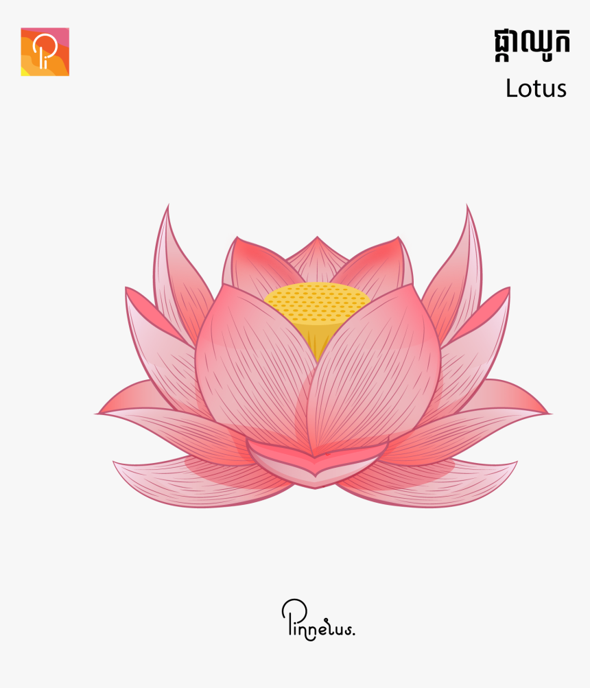 Lotus Vector - Lazy Placeholder - Lotus Vector - Lotus Vector, HD Png Download, Free Download