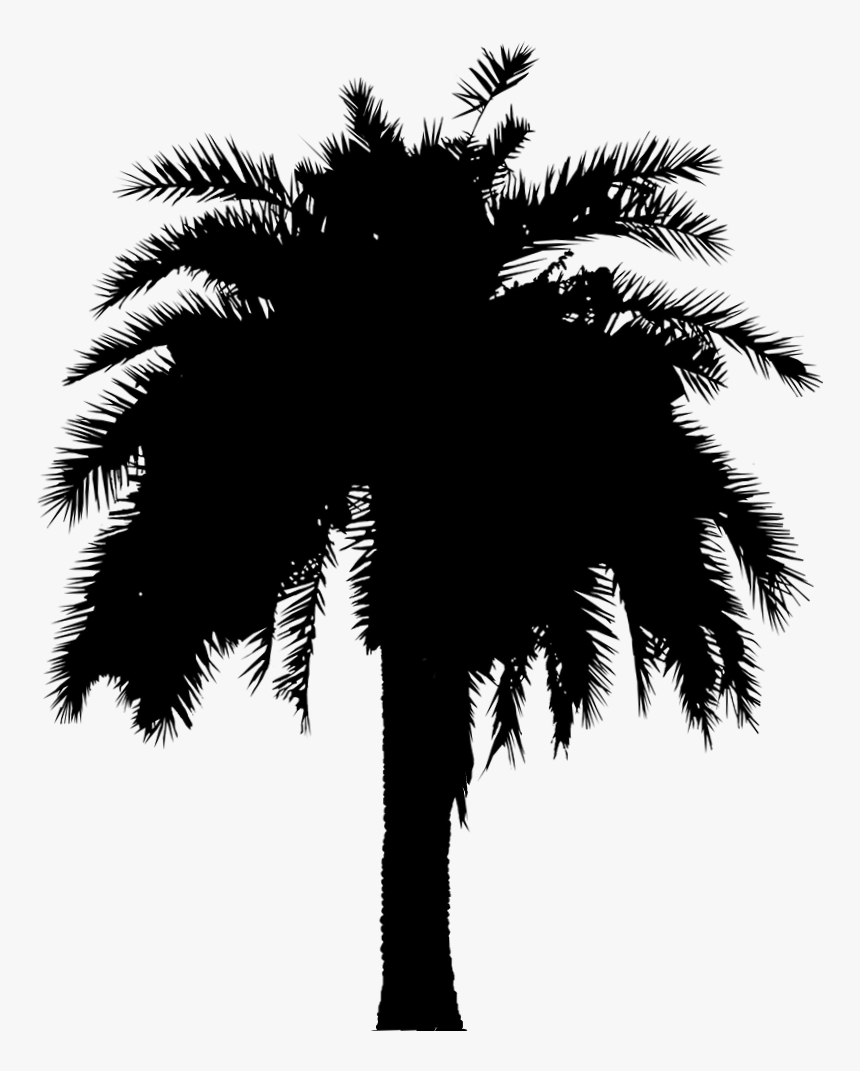 Asian Palmyra Palm Date Palm Leaf Palm Trees Silhouette - Date Palm Tree Silhouette, HD Png Download, Free Download