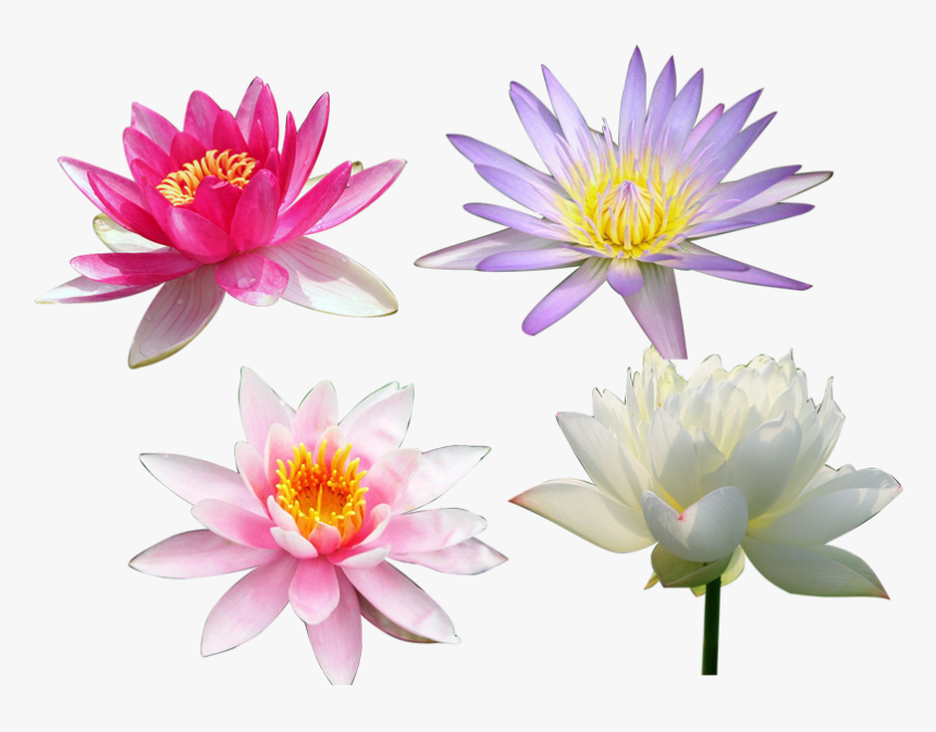 Nelumbo Nucifera Computer File - Variety Of Lotus Flower, HD Png Download, Free Download