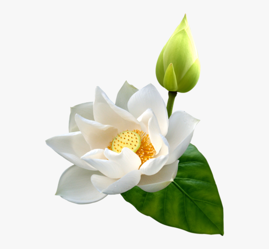 Lotus Free Png Images - Lotus Png Free, Transparent Png, Free Download