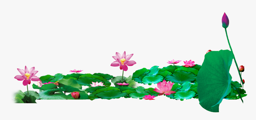 Nelumbo Nucifera Download Transprent - Lotus Pond Png, Transparent Png, Free Download