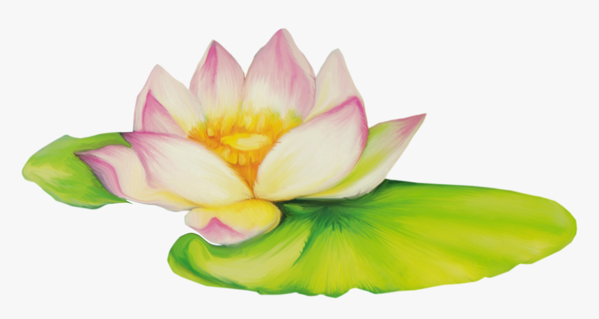 Nelumbo Nucifera Flor De Dibujo Clip Art - Lotus Pot Clipart, HD Png Download, Free Download