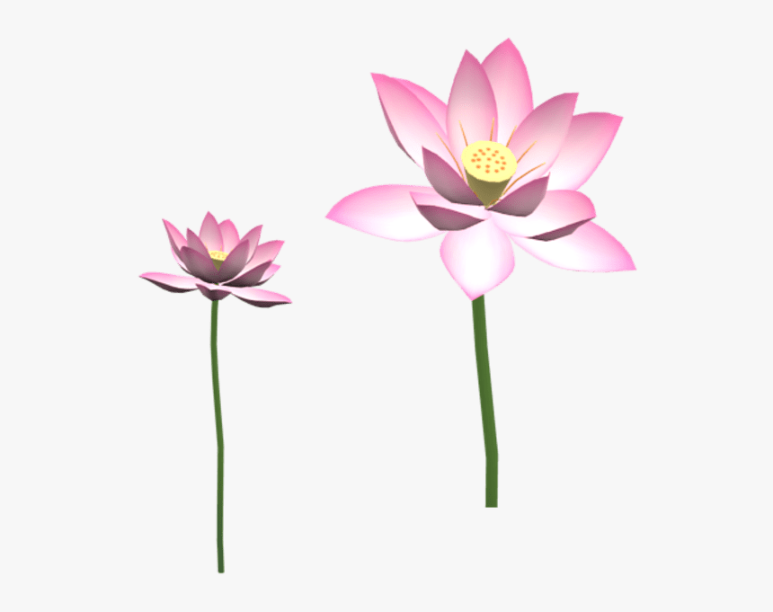 Sacred Lotus, HD Png Download, Free Download