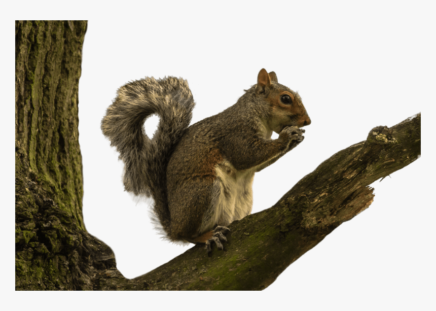 Squirrel On Tree Branch, HD Png Download, Free Download
