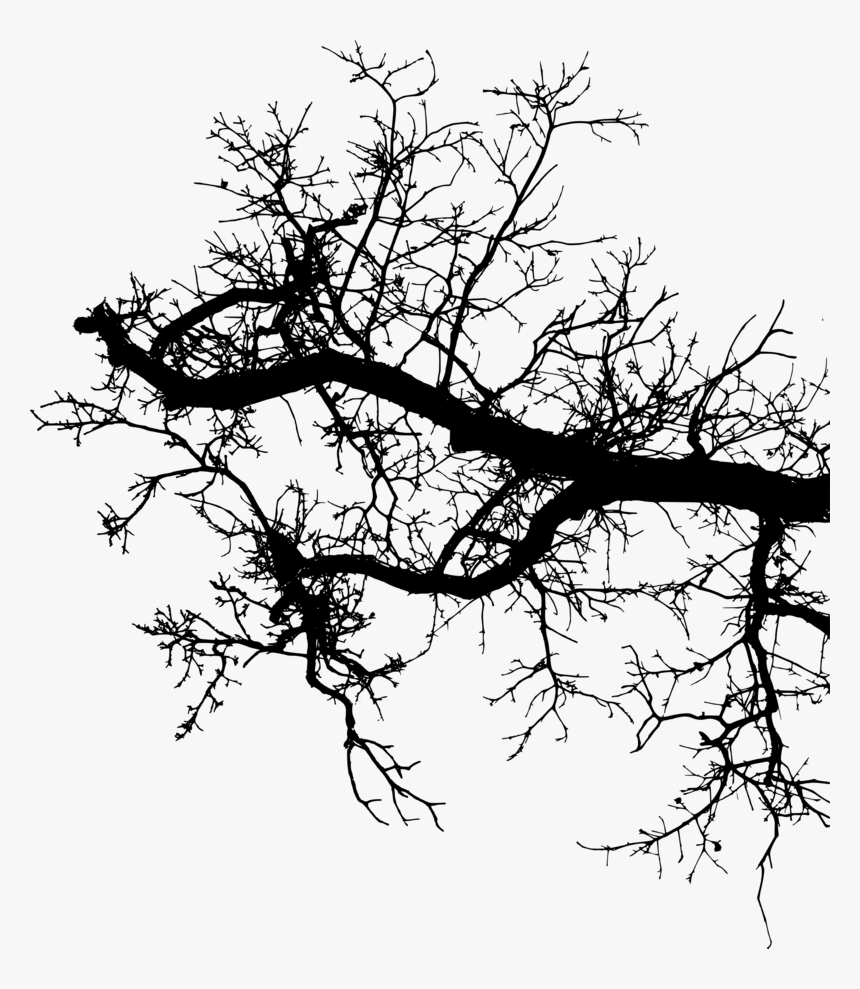 Tree-branch - Branch, HD Png Download, Free Download