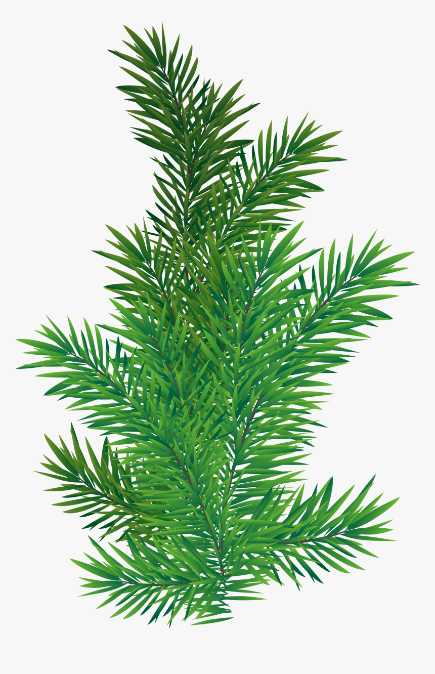 Pine Tree Branch Png, Transparent Png, Free Download