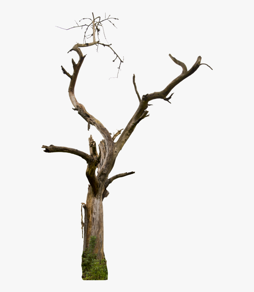 Dead Tree Clipart Desert Free Collection - Tree Branch Transparent Background, HD Png Download, Free Download