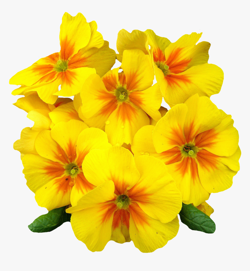 Png Format Images Of Flowers - Evening Primrose Oil Vitamin E 400 Mg Cod Liver Oil, Transparent Png, Free Download