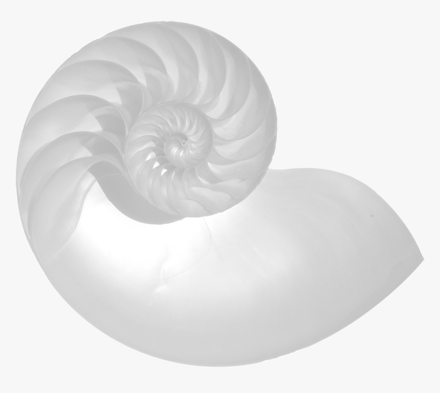 Chambered Nautilus, HD Png Download, Free Download