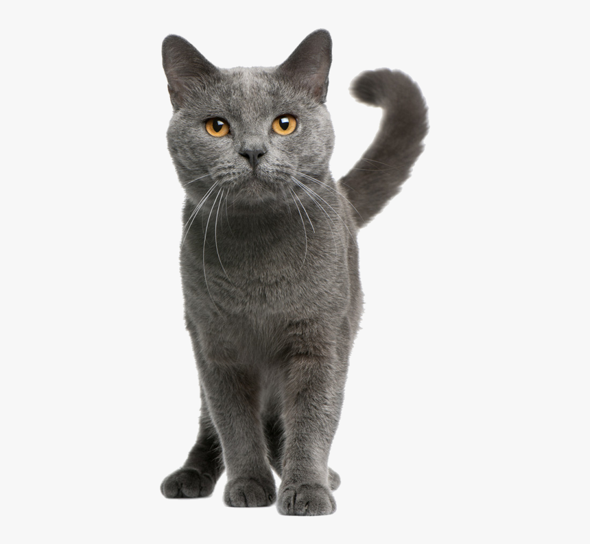 Grey Cat Breed, HD Png Download, Free Download