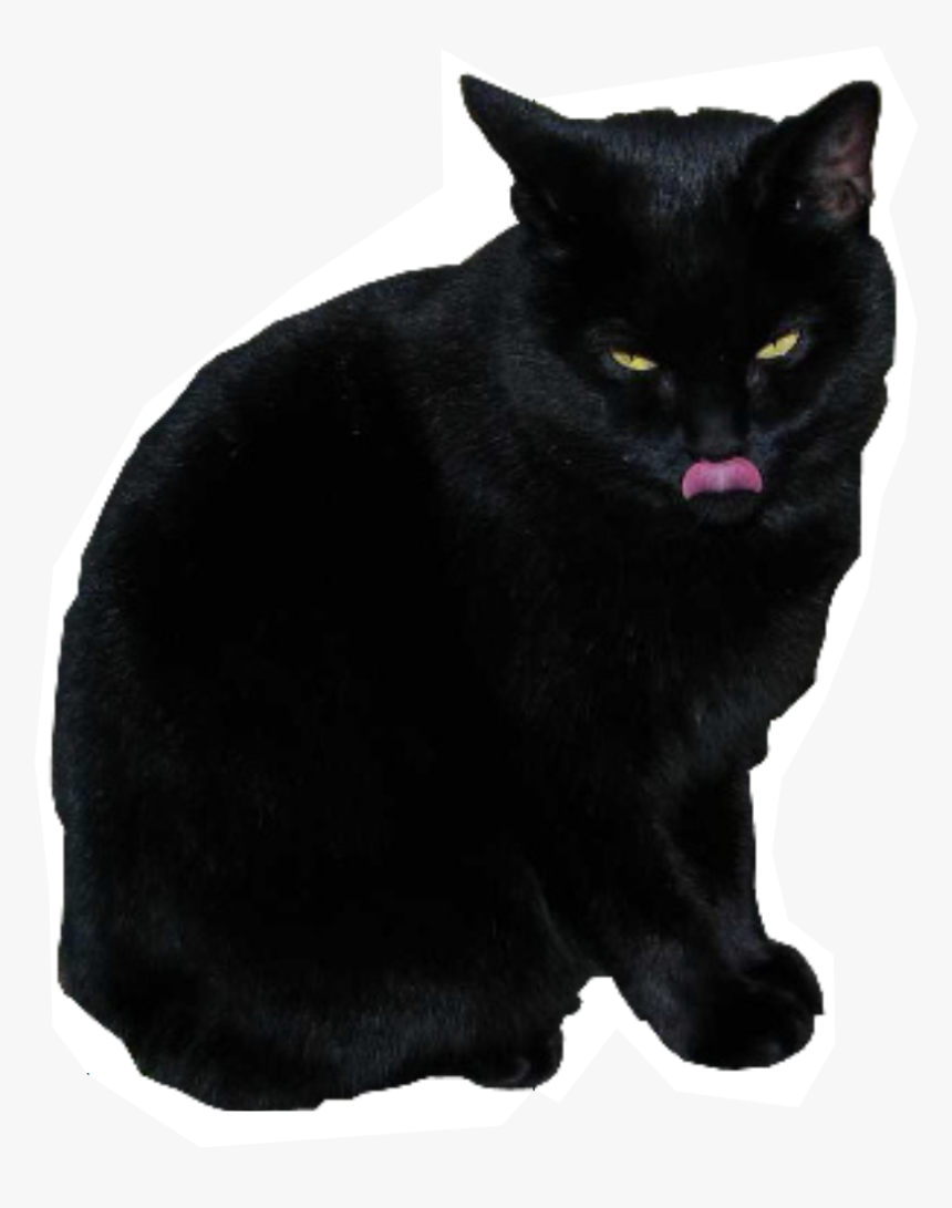 Black Cat, HD Png Download, Free Download