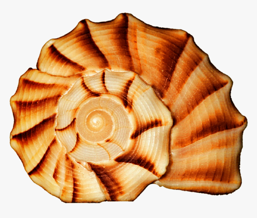 Seashell Spiral , Transparent Cartoons - Seashell, HD Png Download, Free Download