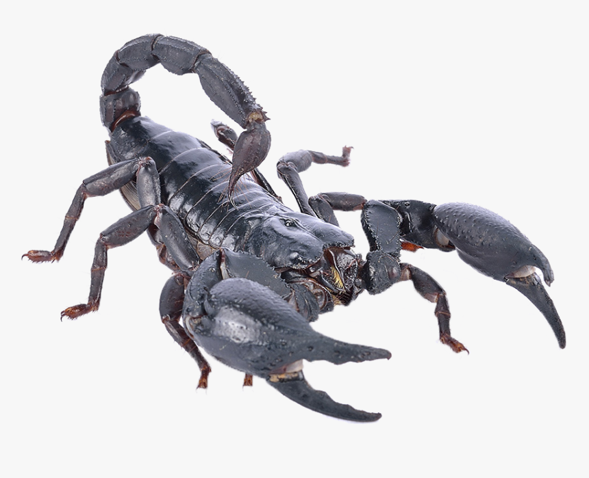 Poisonous Scorpion Png Photo - Scorpion, Transparent Png, Free Download