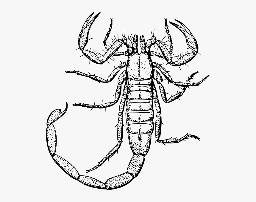 Scorpion Svg Clip Arts - Clipart Black And White Scorpion, HD Png Download, Free Download