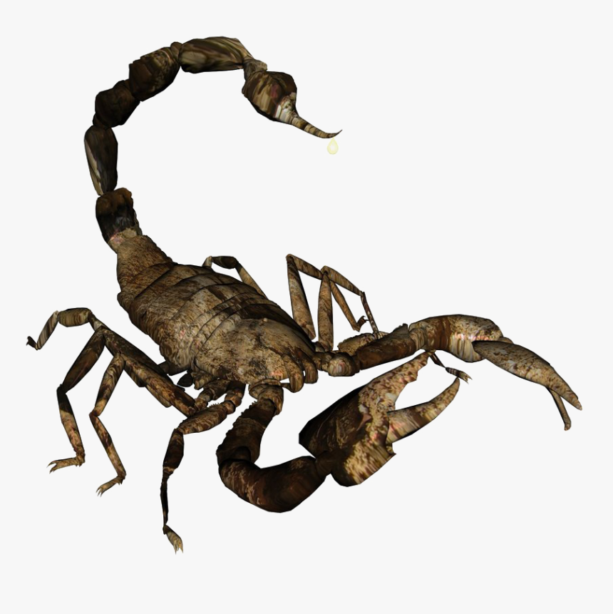 Scorpion No Background - Scorpion, HD Png Download, Free Download