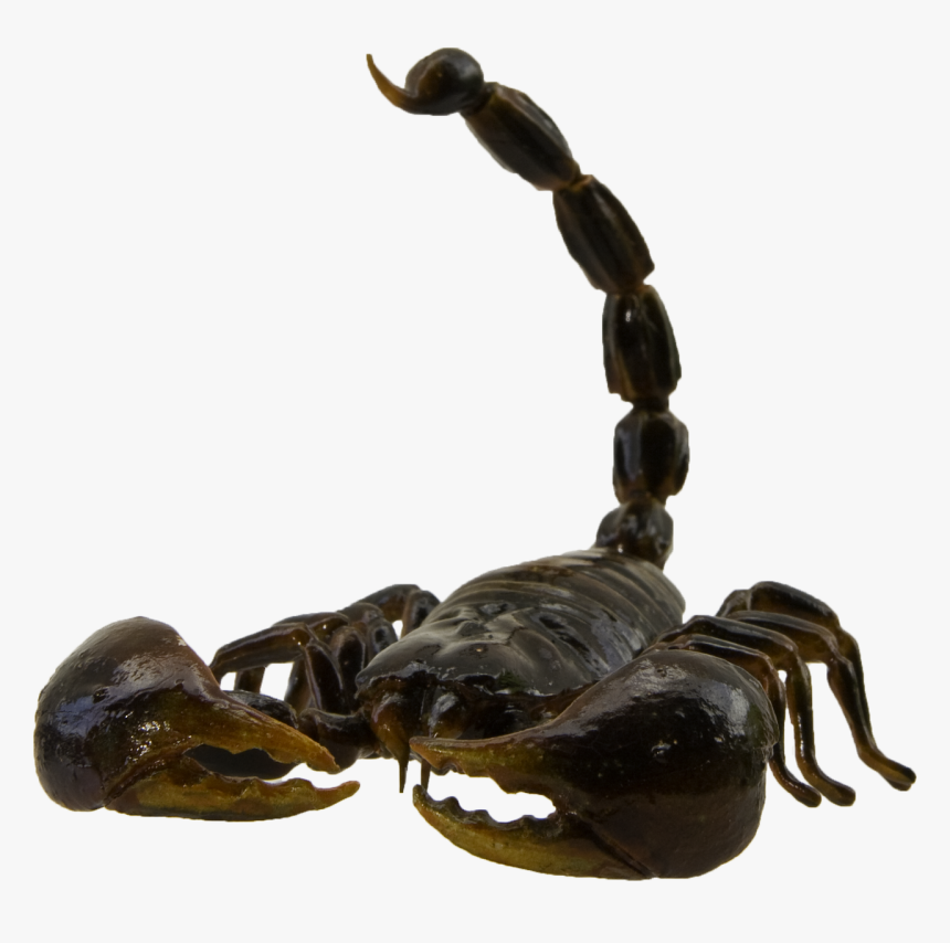 Scorpion Movie Prop In Slightly Larger Than Full Scale - Scorpion, HD Png Download, Free Download