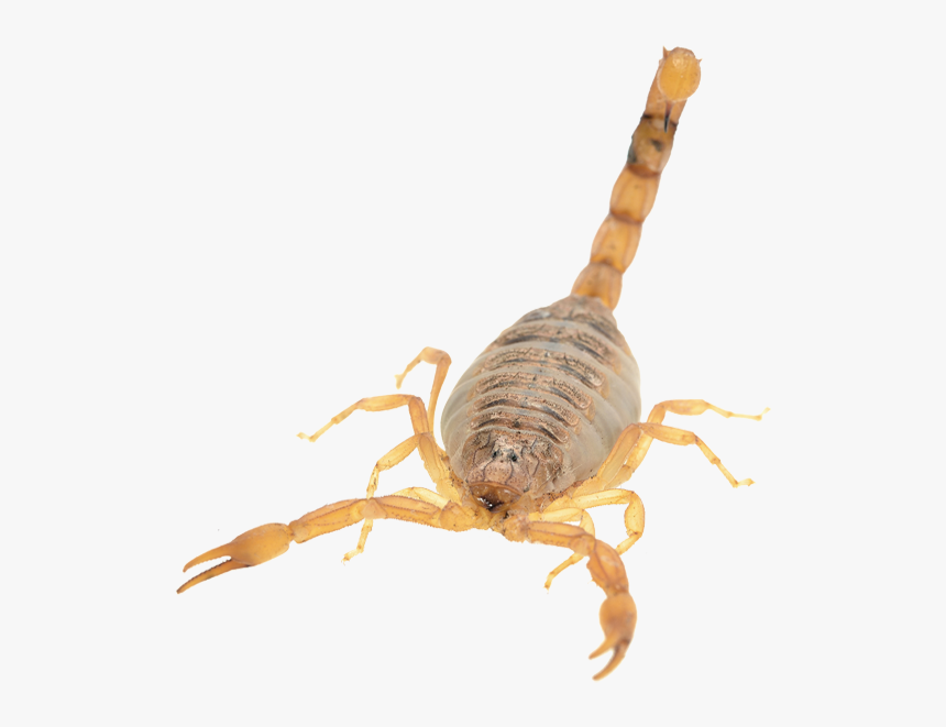 Deathstalker Scorpion Transparent, HD Png Download, Free Download