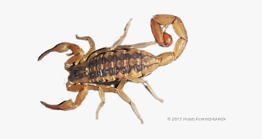 Centruroides Suffusus, HD Png Download, Free Download