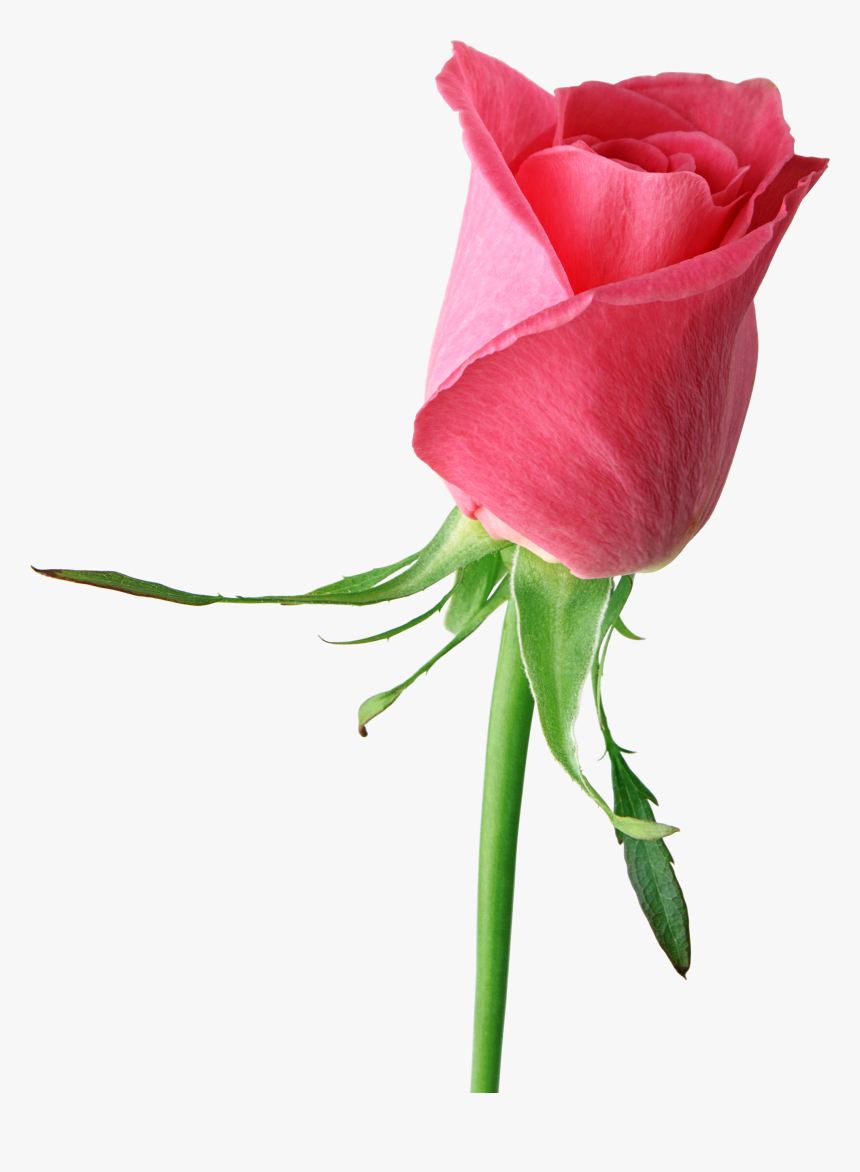 Pink Rose Png - Single Red Rose Hd, Transparent Png, Free Download