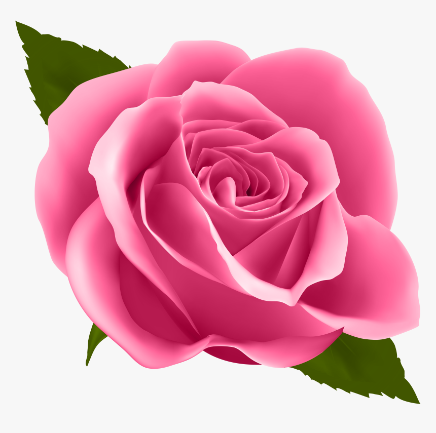 Pink Rose Png , Png Download, Transparent Png - kindpng