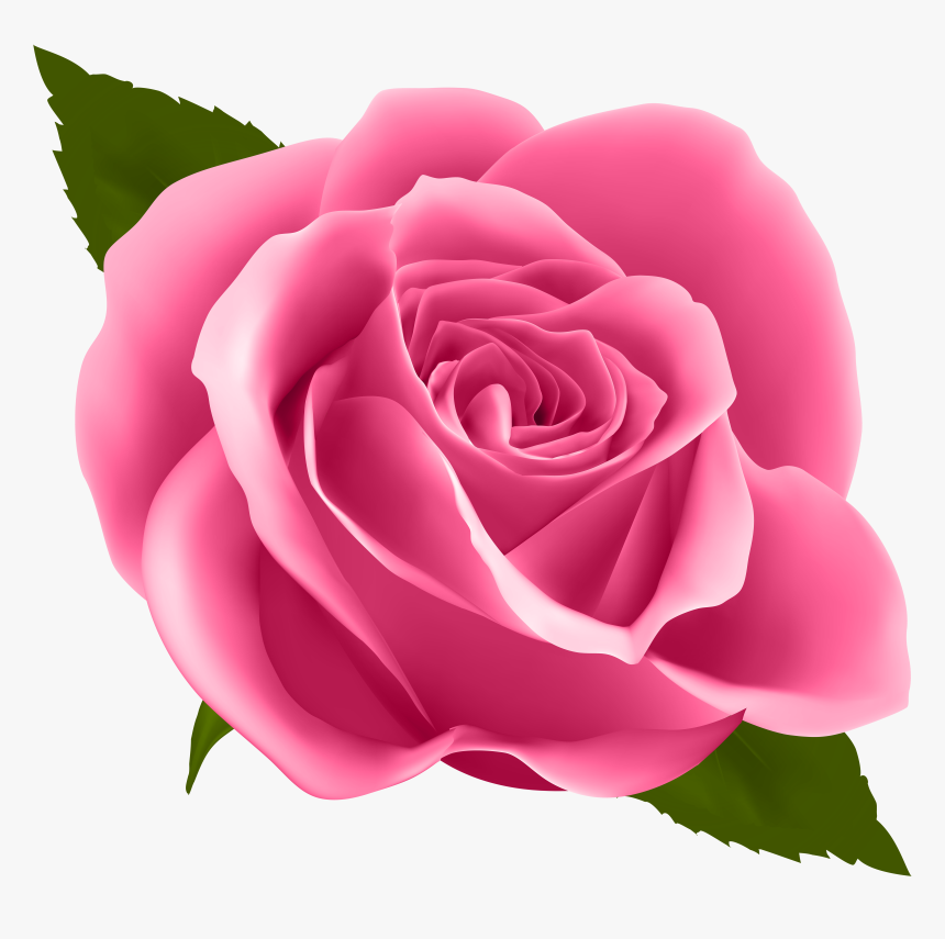 Pink Rose Png , Png Download, Transparent Png, Free Download