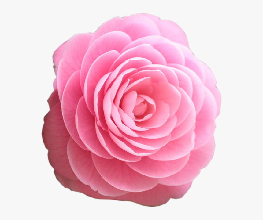 Pink Rose Clipart Real - Beautiful Rose Flowers Hd, HD Png Download, Free Download