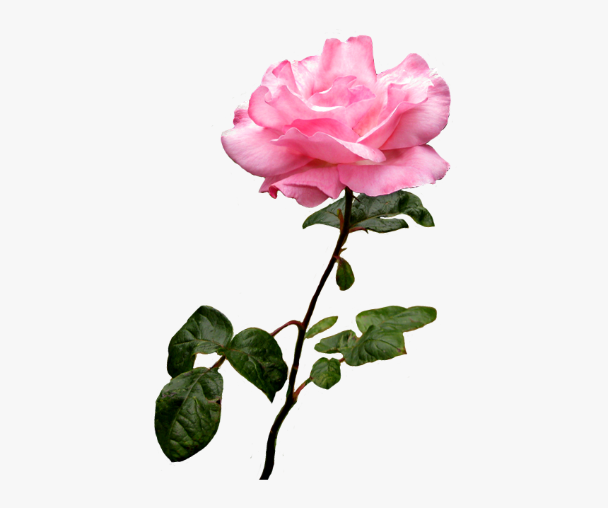 Rose Pink Flower Desktop Wallpaper Clip Art - Pink Rose Transparent Background, HD Png Download, Free Download