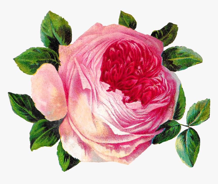 Pink Rose Clipart Png Format - Rose, Transparent Png, Free Download