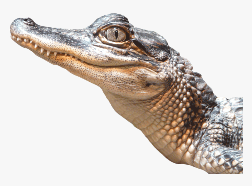 Download Alligator Png Transparent Image - Alligator Png, Png Download, Free Download