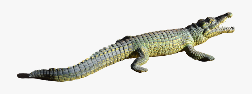 Alligator Png File - Répteis Png, Transparent Png, Free Download