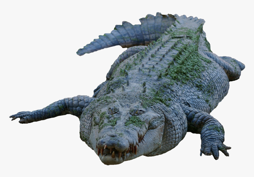 Crocodile Png Image - Transparent Crocodile, Png Download, Free Download