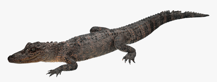 Crocodile Png - Crocodile Transparent, Png Download, Free Download