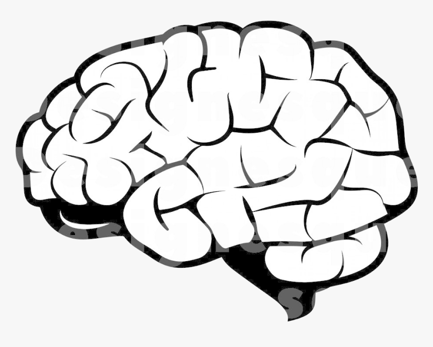 Brain January Cool Cliparts Stock Vector And Transparent - Clip Art Of Brain, HD Png Download, Free Download