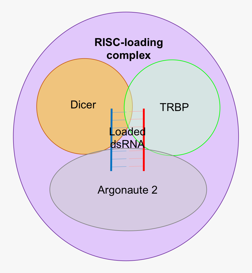 Risc-loading Complex - Risc Complex, HD Png Download, Free Download