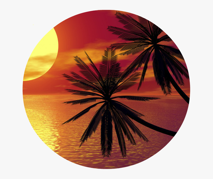 Clip Art Palm Tree In The Sunset - Palm Tree Png In Circle, Transparent Png, Free Download