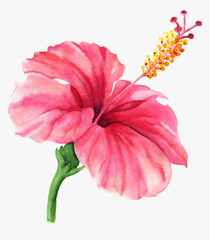 Watercolor Flower Hibiscus Png - Watercolor Hibiscus Png, Transparent Png, Free Download