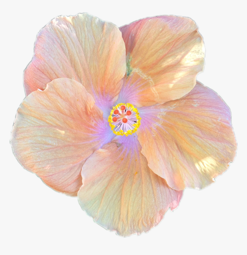 Transparent Hibiscus Png - Transparent Background Flower Bloom, Png Download, Free Download