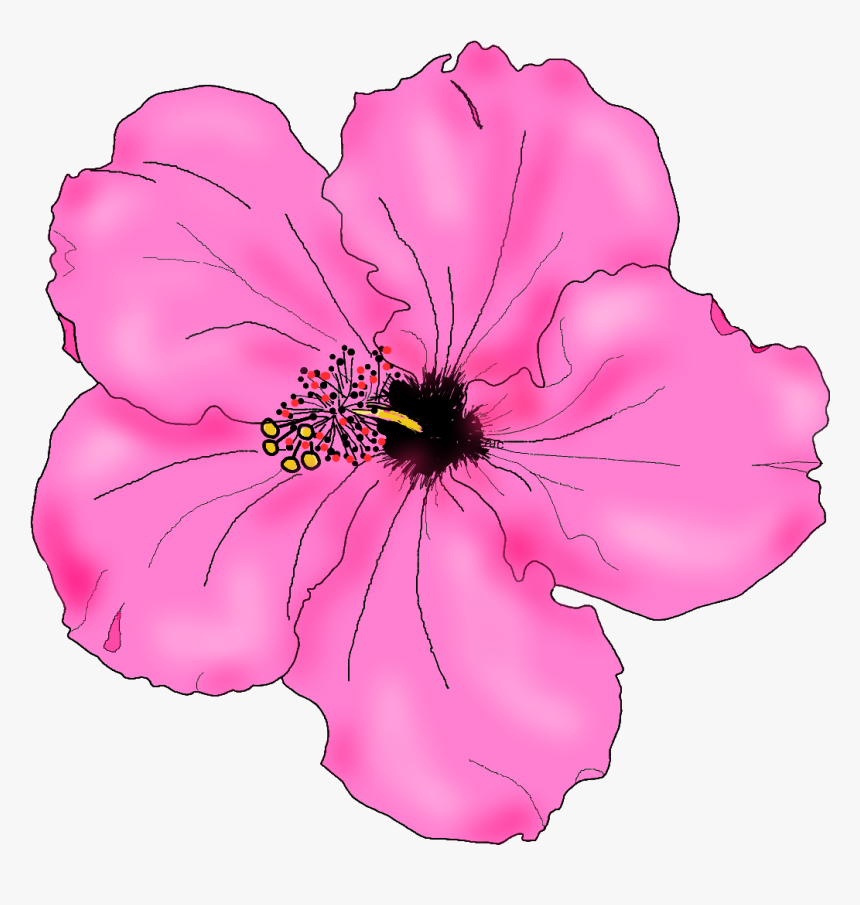 Flowers For Simple Hibiscus Flower Drawing - Pink Hibiscus Flower Drawing, HD Png Download, Free Download