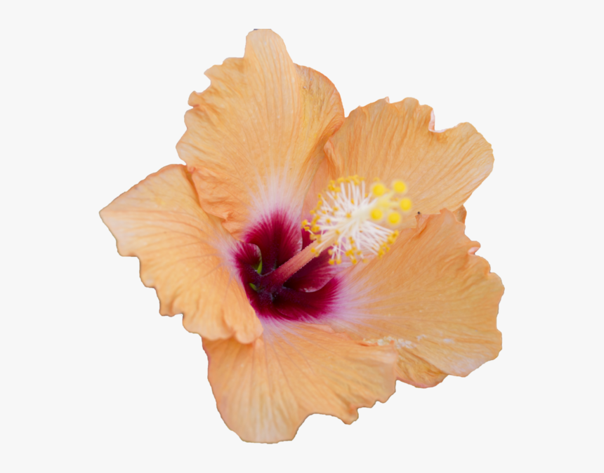 Thumb Image - Free Hibiscus Flower Png, Transparent Png, Free Download