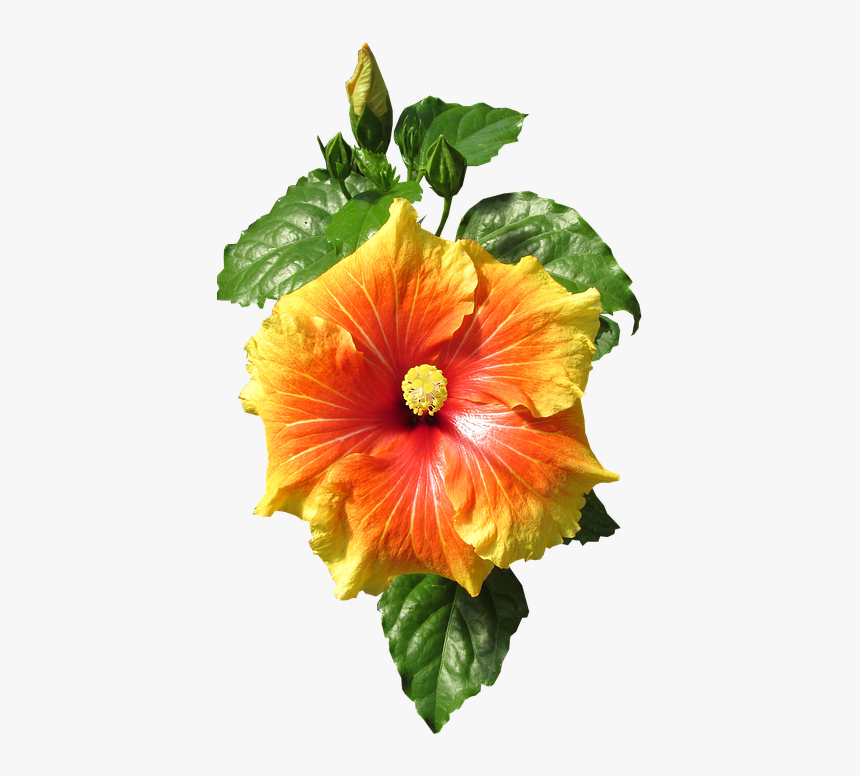 Hibiscus, Cut, Out, HD Png Download, Free Download