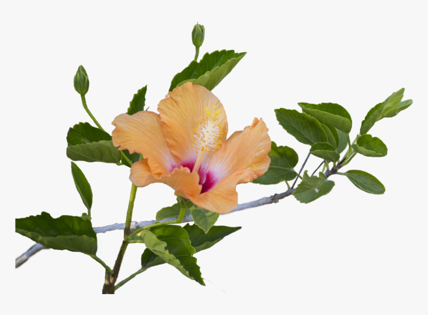Flower Leaf Png - Flower And Leaf Png, Transparent Png, Free Download