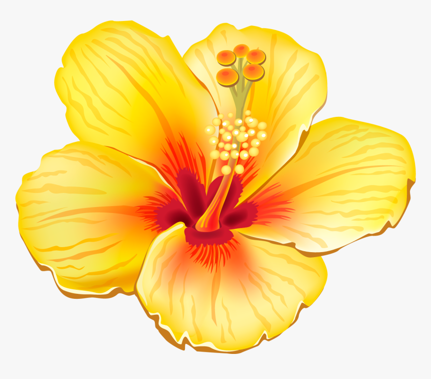 Tropical Flower Transparent Background, HD Png Download, Free Download